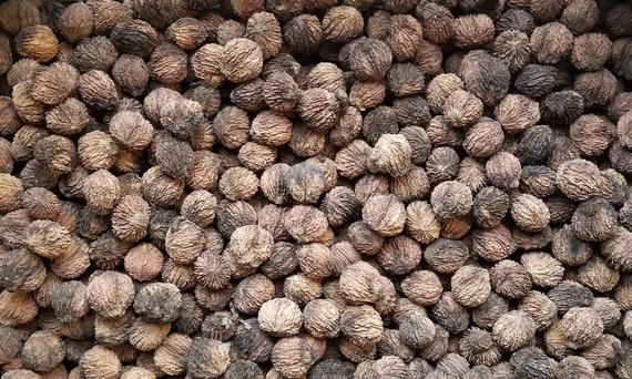 Certified Organic Black Walnuts In-Shell Harvested on our Farm | Etsy