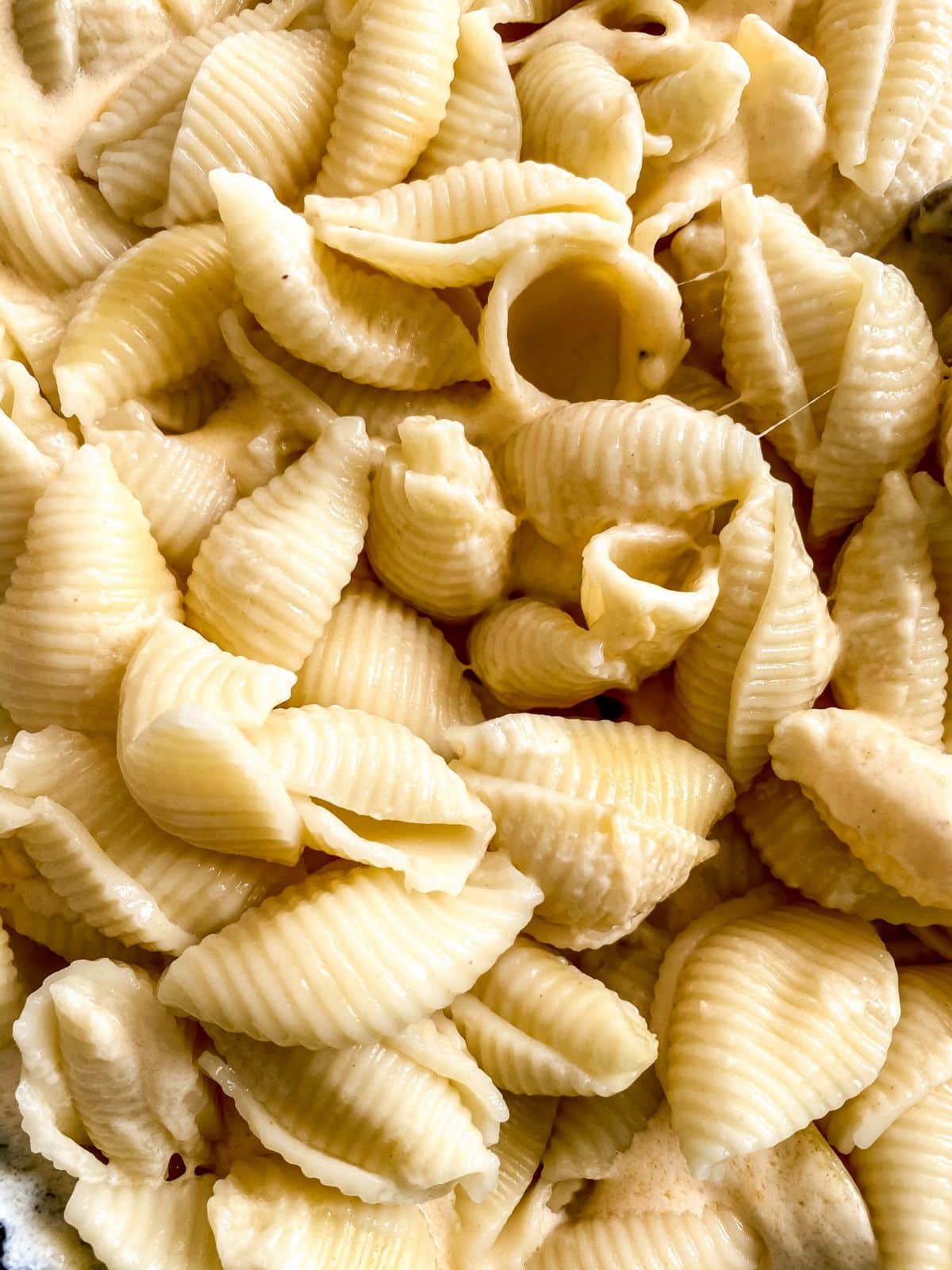 cooked shells pasta